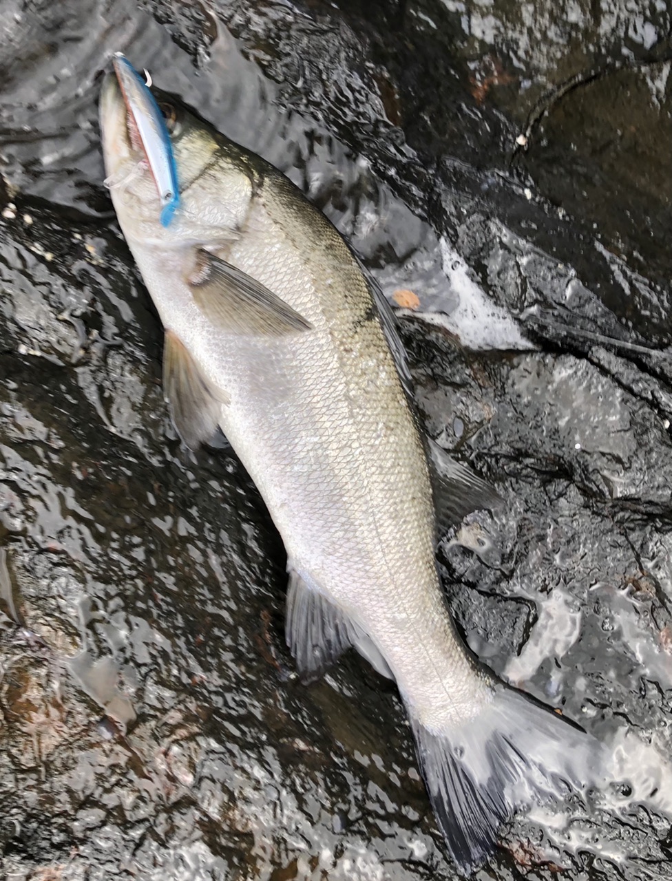 ima Sasuke GOURIKI 120 & 130