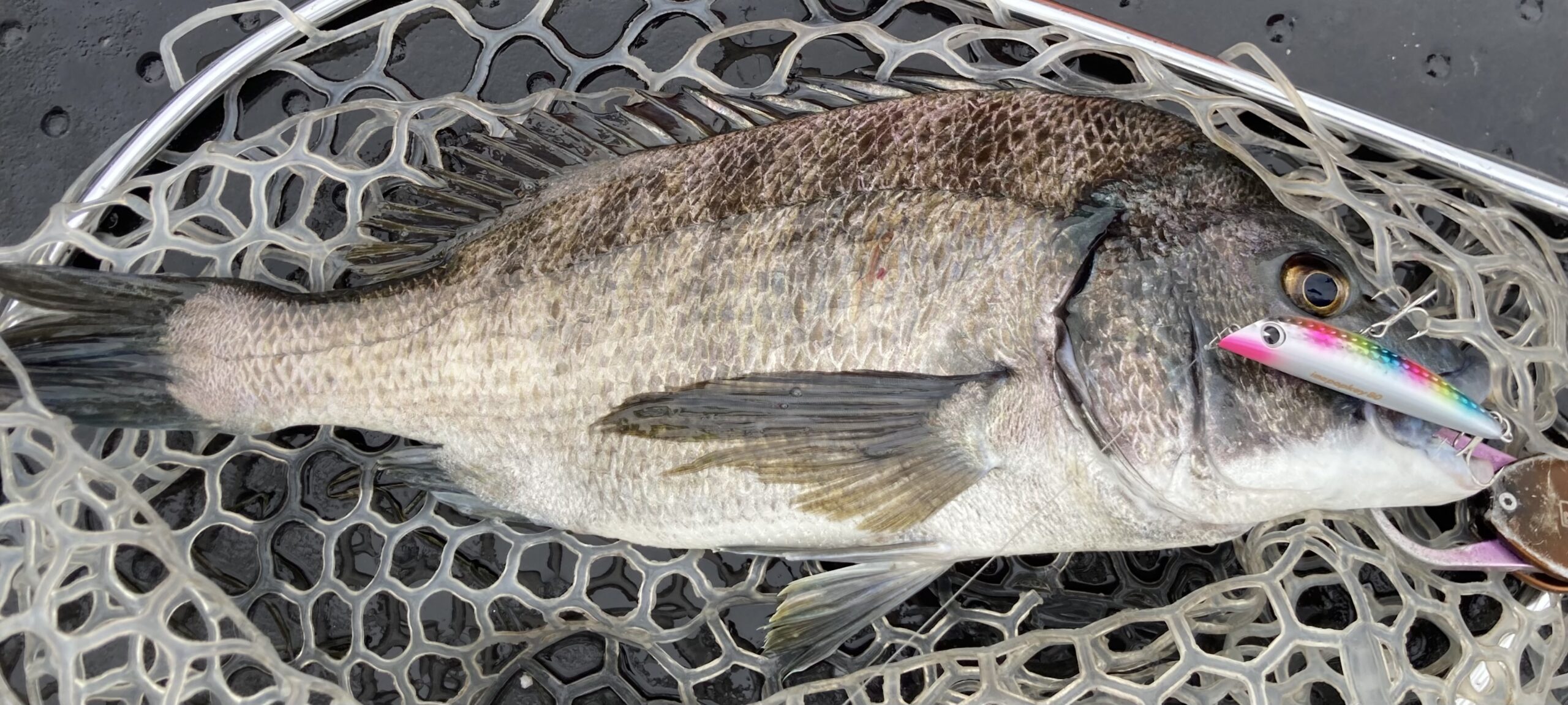 ima imapopkey 80 & 100