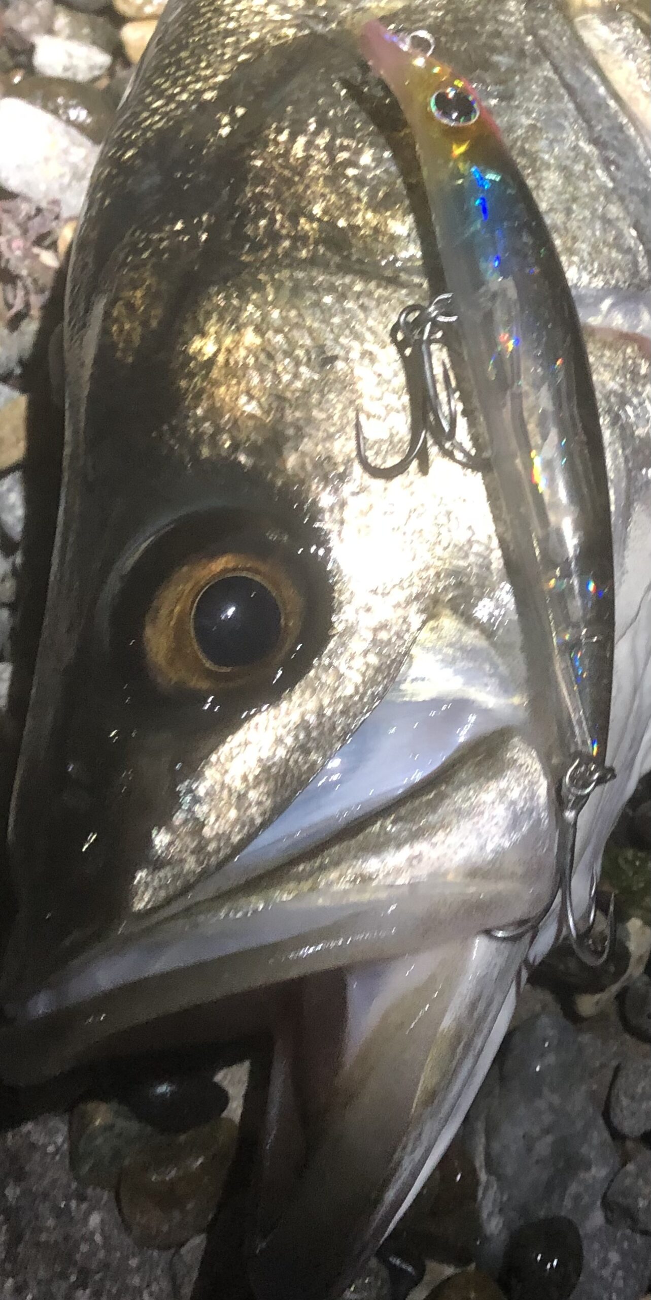 ima Sasuke SF-75 & 95