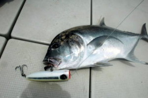 FCL Labo SPP 140 Slim