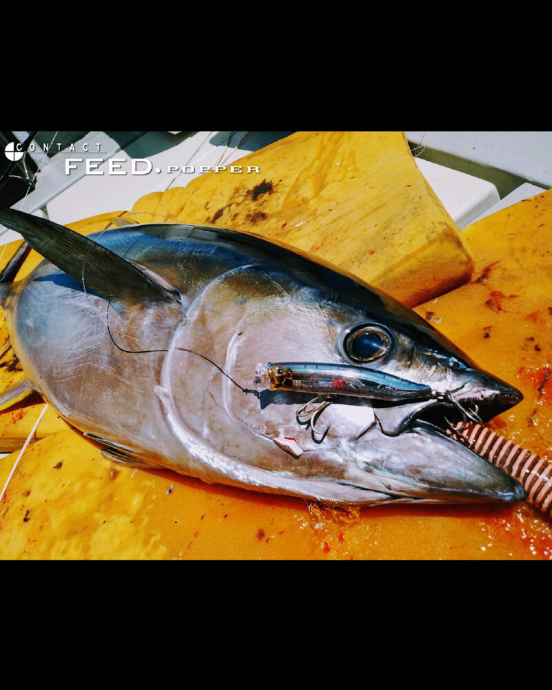 Tackle House CONTACT FEED Popper