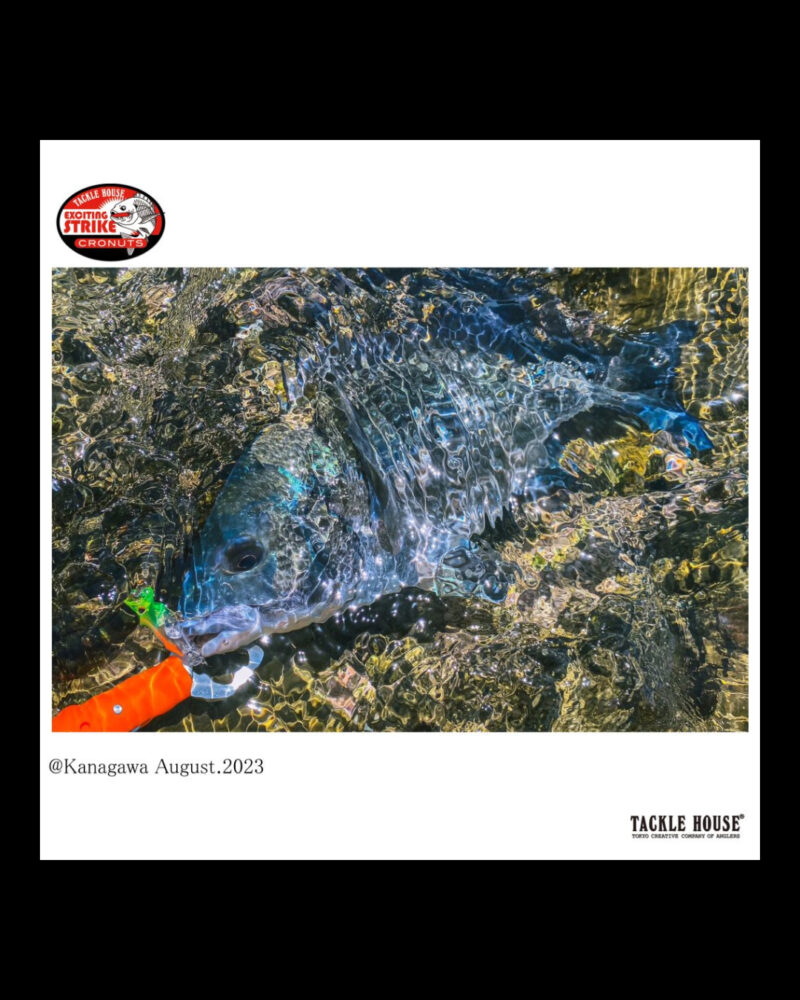 Tackle House SHORES Pencil Popper