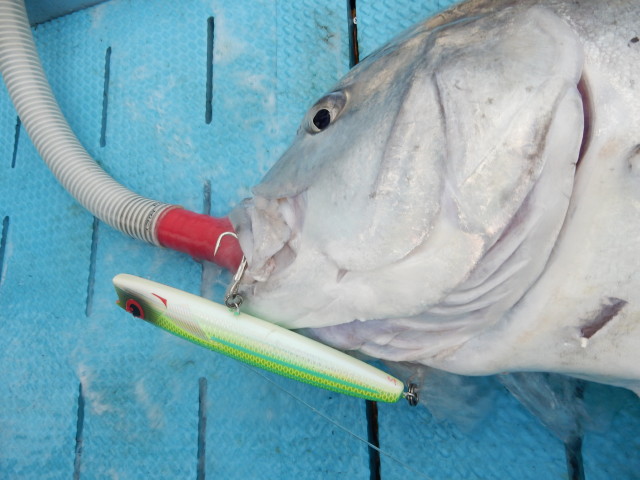 FCL Labo CSP EXT 230